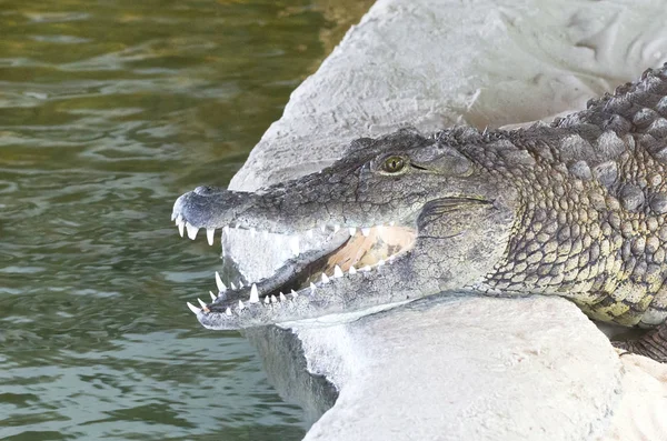 Closeup of a crocodile — Stock Photo, Image