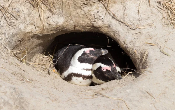 Pinguino africano in un nido — Foto Stock