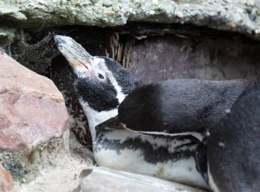 Humboldt pengueni dinleniyor