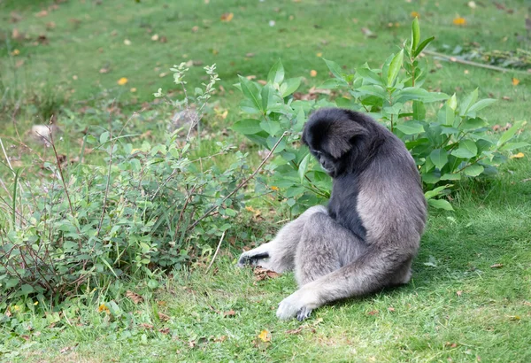 Gibbonon argenté l'herbe — Photo