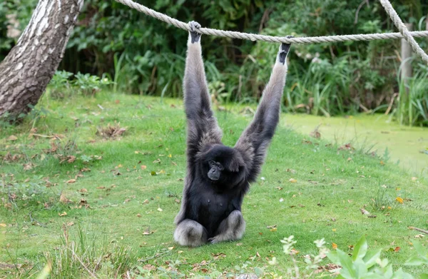 Silvery gibbon on the grass, hanging on a rope — Stock Photo, Image