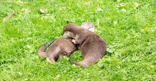 Retrato de duas lontras orientais de garras curtas abraçando — Fotografia de Stock