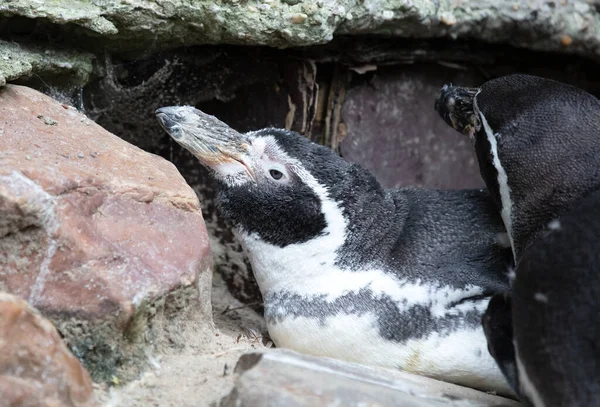 Humboldt penguin resting — Stock Photo, Image