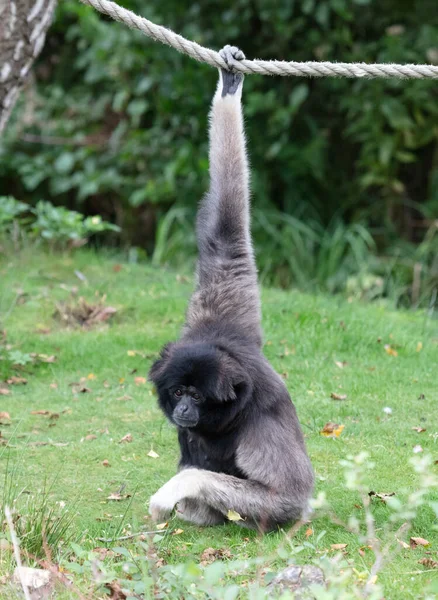 Gibbon argenté sur l'herbe, suspendu à une corde — Photo