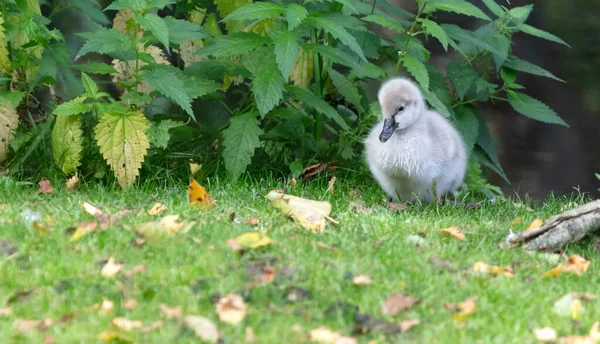 Malá labuť kráčí v zelené trávě — Stock fotografie