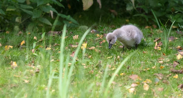 Kleiner Schwan spaziert im grünen Gras — Stockfoto