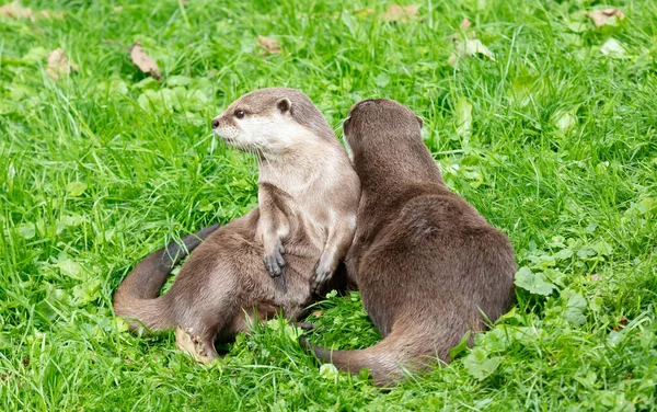 Portret van twee oosterse kortkladige otters knuffelend — Stockfoto