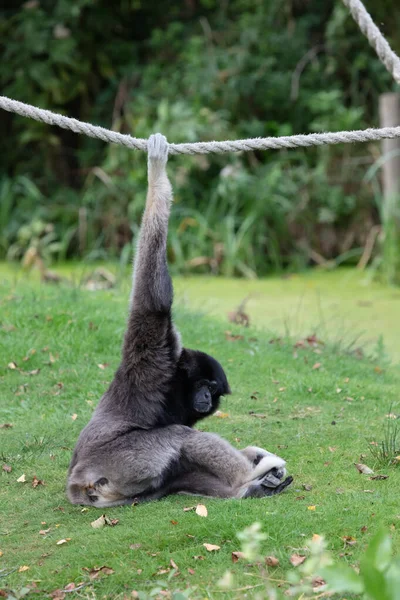 Silvery gibbon on the grass, hanging on a rope — Stock Photo, Image