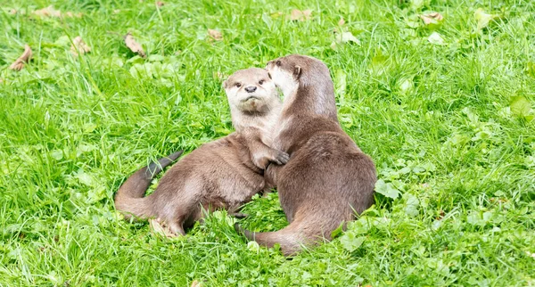 Portret van twee oosterse kortkladige otters knuffelend — Stockfoto