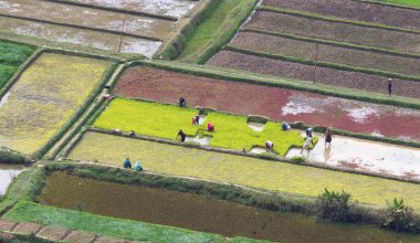 Madagaskar 29 Temmuz 2019 - Madag 'da bir tarlada çalışan insanlar