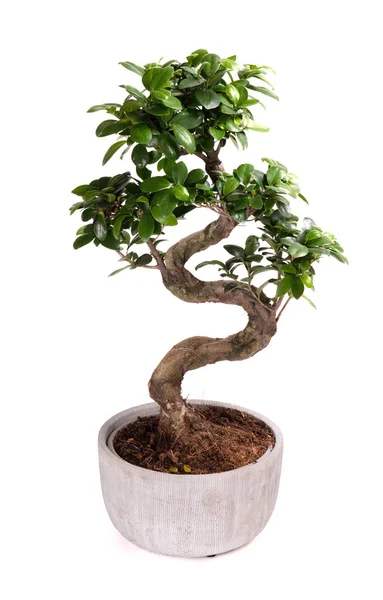 Bonsai planta en maceta árbol —  Fotos de Stock