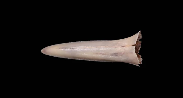 Dente di squalo isolato — Foto Stock