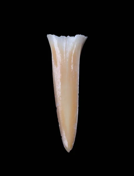 Shark tooth isolated — ストック写真