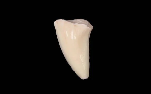 Απομονωμένο δόντι καρχαρία — Φωτογραφία Αρχείου