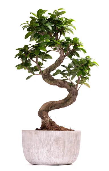 Bonsai planta vaso árvore — Fotografia de Stock