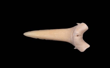 Köpekbalığı dişi izole edildi