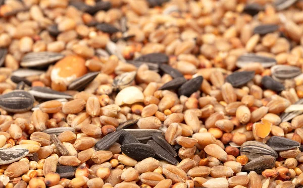 Alimentos para aves - Sementes, grãos, nozes e milho misturados — Fotografia de Stock