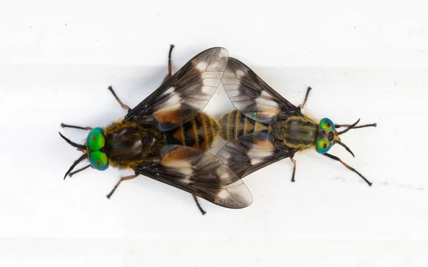 Mosca apareamiento sobre fondo blanco — Foto de Stock