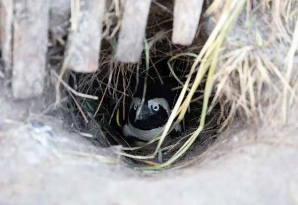 Afrikanischer Pinguin im Nest — Stockfoto