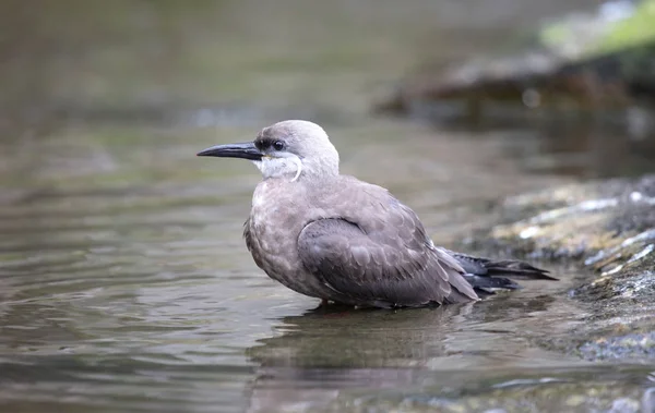 Retrato de uma fêmea inca tern em uma rocha, ave costeira de Amer — Fotografia de Stock