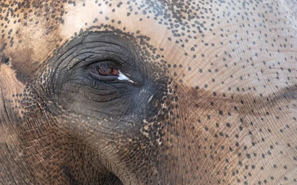 Gros plan sur un éléphant d'Asie — Photo