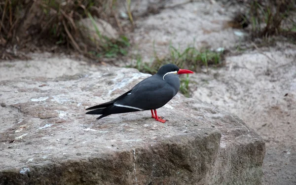 Portrait d'un mâle inca tern sur un rocher, oiseau côtier d'Amérique — Photo