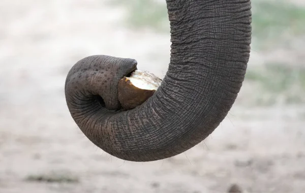 Close-up de um elefante asiático — Fotografia de Stock