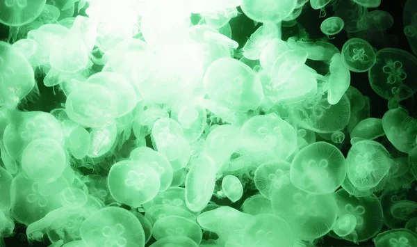 Imagen de muchas medusas en un acuario —  Fotos de Stock