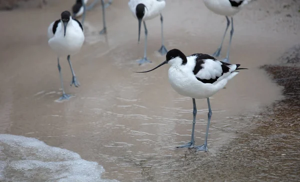 Wader: black and white Pied avocet on the beach — Stock Photo, Image