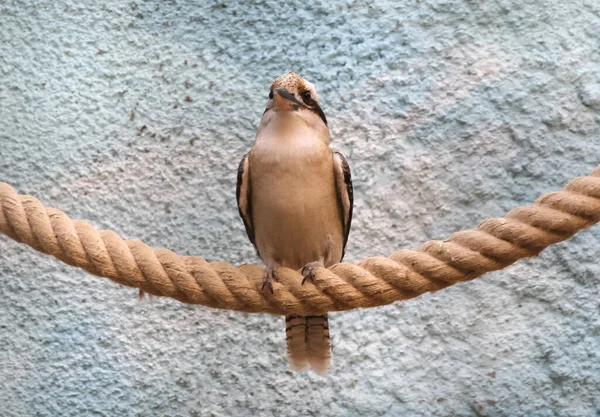 Avustralya Gülüşü Dacelo Novaeguineae Alarm Kuşu Gülen Yalıçapkını — Stok fotoğraf