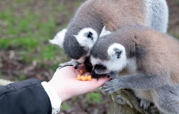Lemur Cola Anillada Comiendo Una Mano Personas — Foto de Stock
