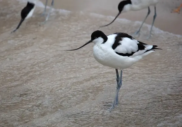 Wader Black White Pied Avocet Beach Selective Focus — Stock Photo, Image