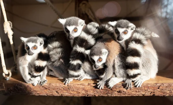 Grupo Lémur Cola Anillada Disfrutando Del Sol Enfoque Selectivo — Foto de Stock