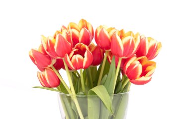 Beyaz vazoda izole edilmiş kırmızı ve sarı laleler.