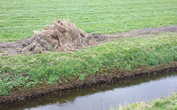 Кошеная Трость Краю Канавы Нидерланды — стоковое фото