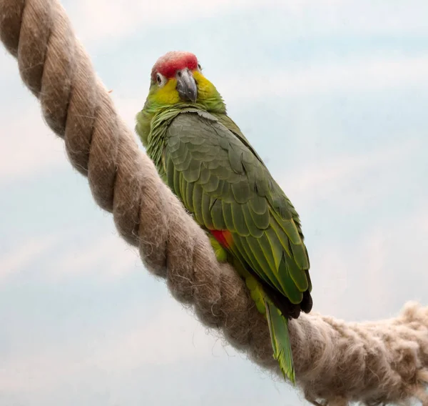 Loro Sentado Una Cuerda Grande Enfoque Selectivo — Foto de Stock