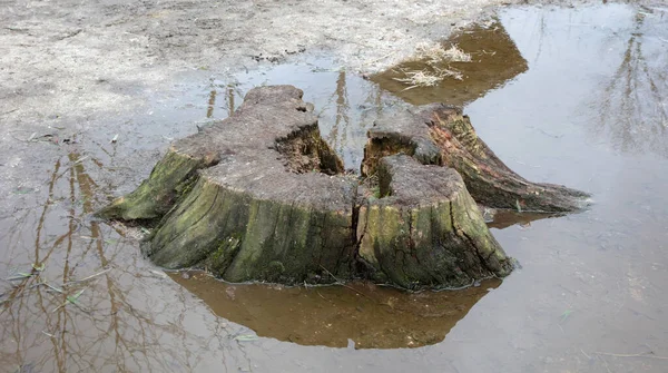 Cortar Árbol Charco Agua —  Fotos de Stock