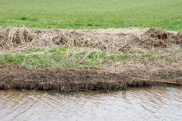 Reed Cortado Lado Vala Países Baixos — Fotografia de Stock