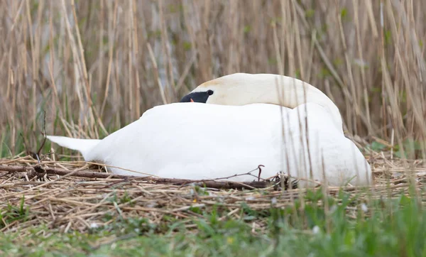 荷兰的一只白天鹅正在筑巢 — 图库照片