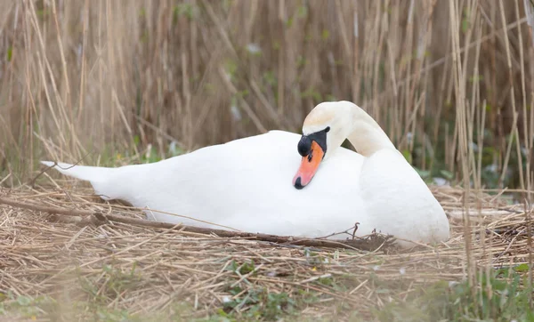 Cygne Blanc Sur Nid Aux Pays Bas — Photo