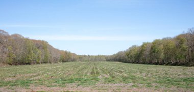 Güneşli bir günde ağaçlarla çevrili yeşil çayır.