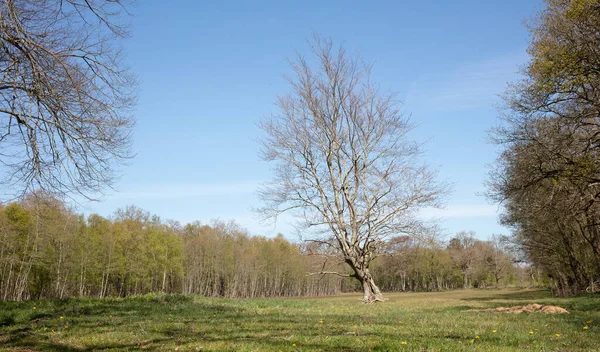 Albero Verde Solitario Mezzo Prato Contro Cielo Blu — Foto Stock