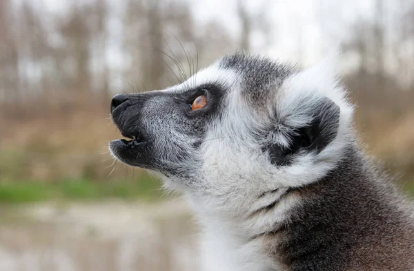 Retrato Cerca Lemur Cola Anillada Gran Primate Gris Con Ojos — Foto de Stock