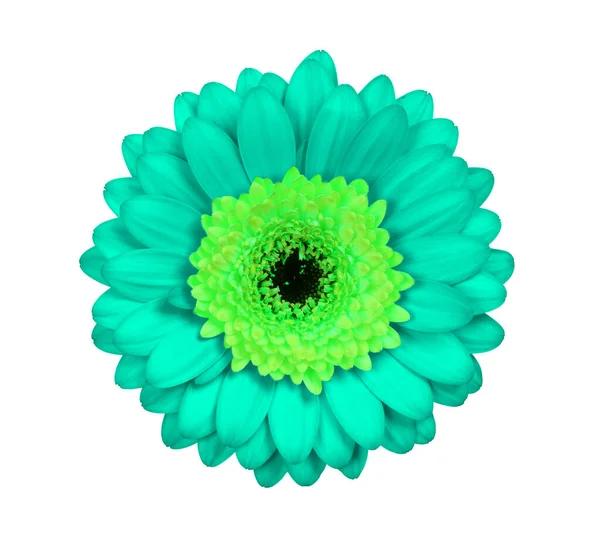 Gerbera Blume Isoliert Auf Weißem Hintergrund Grün — Stockfoto