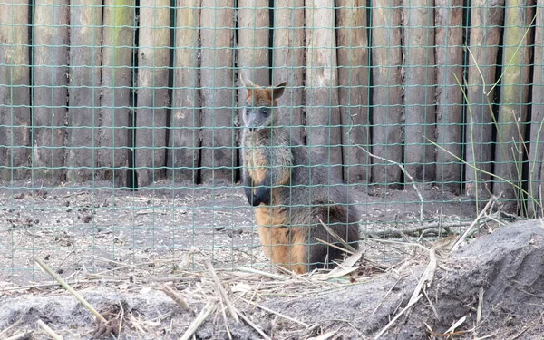 Αυστραλιανό Γουάλαμπι Πίσω Από Ένα Φράχτη Αιχμαλωσία — Φωτογραφία Αρχείου