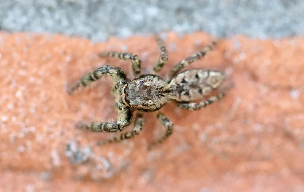 Aranha Salto Marpissa Muscosa Uma Parede Tijolo Foco Seletivo — Fotografia de Stock