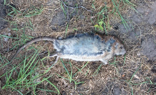 Hollanda 'da çimenlerde yatan ölü misk faresi.