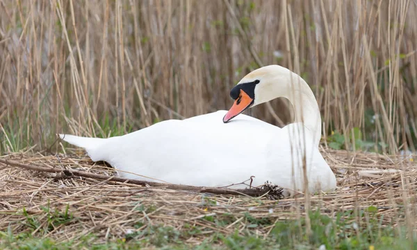 荷兰的一只白天鹅正在筑巢 — 图库照片