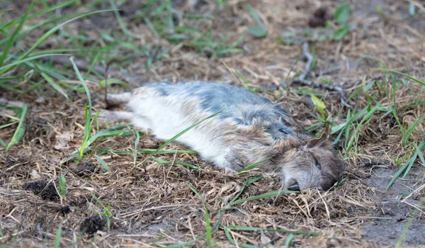 Νεκρός Μοσχοπόντικας Ξαπλωμένος Στο Γρασίδι Ολλανδία — Φωτογραφία Αρχείου