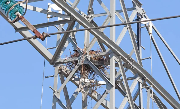 Crows nest in high-voltage electricity pylon against blue sky, the Netherlands